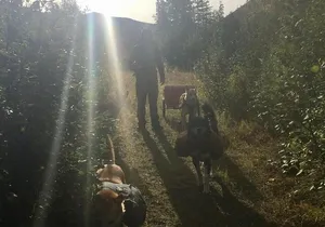 Husky Hike and Forest Adventure
