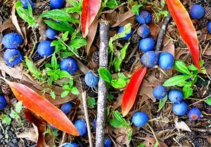 Kona Cloud Forest and Coffee Tour with Sea Turtle Beach Visit