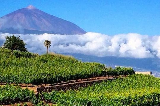 Teide National Park with visit to wineries in Tenerife