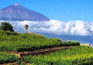 Teide National Park with visit to wineries in Tenerife