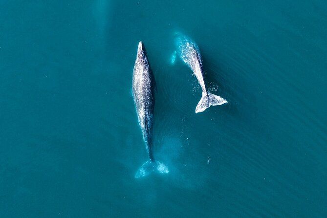 4 Day Gray Whale Expedition in Magdalena Bay
