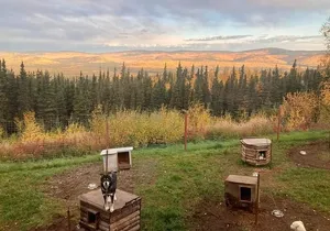 Sluice Box Kennel Experience