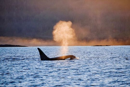 Customizable Private Wildlife Tour