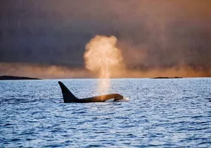 Customizable Private Wildlife Tour