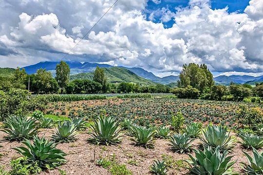 Private Tour New Raicilla Route to Mascota from Puerto Vallarta
