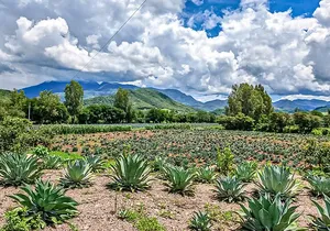 Private Tour New Raicilla Route to Mascota from Puerto Vallarta