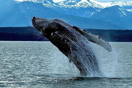 4-Hour Wildlife and Coastal Tour in Juneau, Alaska