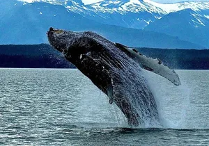 4-Hour Wildlife and Coastal Tour in Juneau, Alaska
