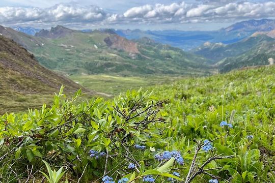Denali 4 Hour Hiking Adventure with Naturalist Guide