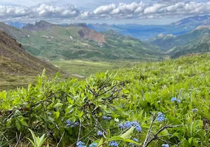 Denali 4 Hour Hiking Adventure with Naturalist Guide