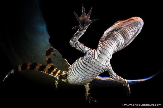 From Miami: Everglades at Night with Airboat and Alligators Tour