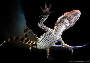 From Miami: Everglades at Night with Airboat and Alligators Tour