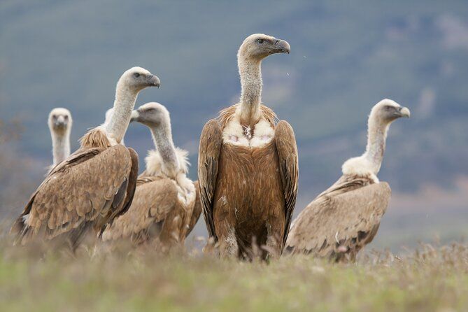 Bulgaria Nature and Wildlife Tours