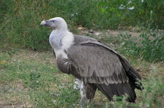Private Nature & Wildlife Expedition