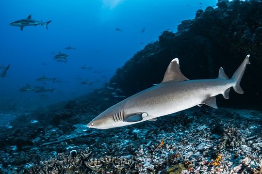 Maui Reef Shark Snorkel Tour: Discover Sharks & Sea Life