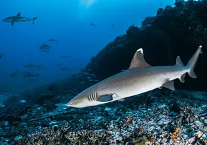 Maui Reef Shark Snorkel Tour: Discover Sharks & Sea Life