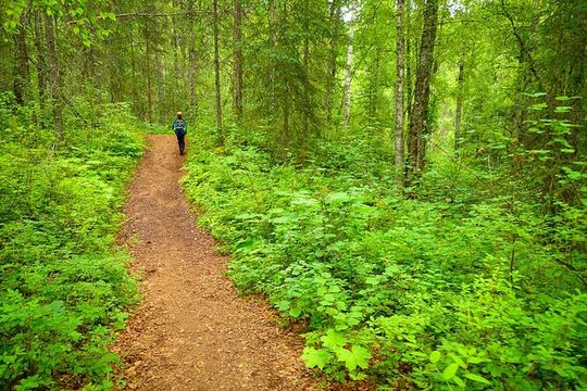 Talkeetna Lakes Hike Guided by a Naturalist