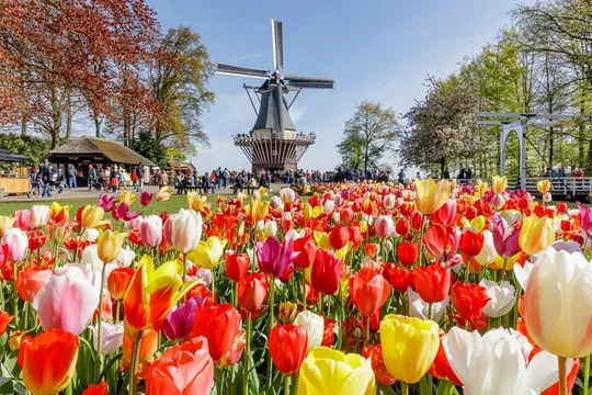 Keukenhof Gardens Half Day Guided Tour from Amsterdam
