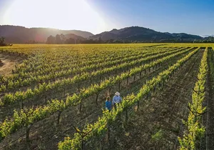 Serene and Romantic Wine Tasting Next to the Vines in Napa Valley