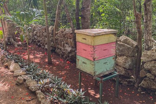 Private Chichén Itzá, Mayan Honey Tour and Valladolid Lunch