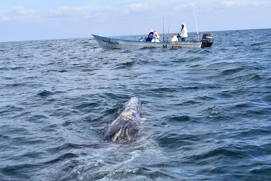 Full-Day Gray Whale Watching tour from Cabo to Mag Bay