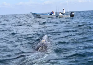 Full-Day Gray Whale Watching tour from Cabo to Mag Bay