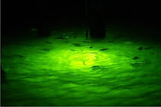 Naples Night Fishing Trips