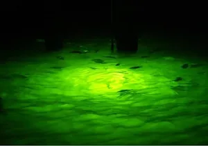 Naples Night Fishing Trips