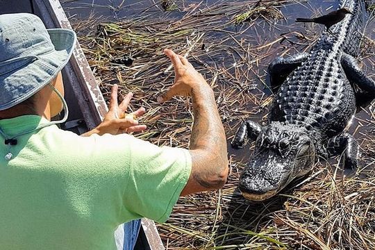 Extreme Everglades: Crocodiles and Adventure from Miami