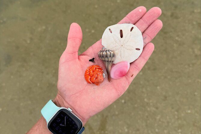 Shelling & Snorkel Kayak Tour - Shell Key - St. Pete