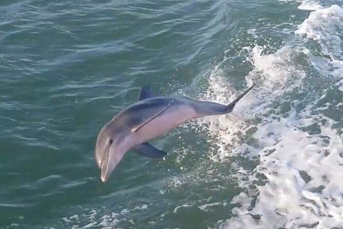 3:00 PM Dolphin Dash