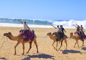 Camel Ride with Tequila Tasting and Lunch in Los Cabos