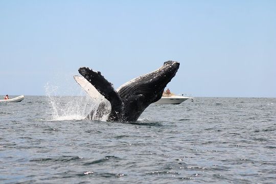 Sighting whale tour in Los Cabos
