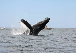 Sighting whale tour in Los Cabos