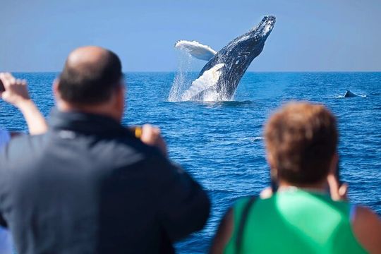 Cabo Whale Watching Cruise