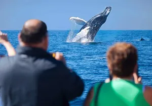 Cabo Whale Watching Cruise