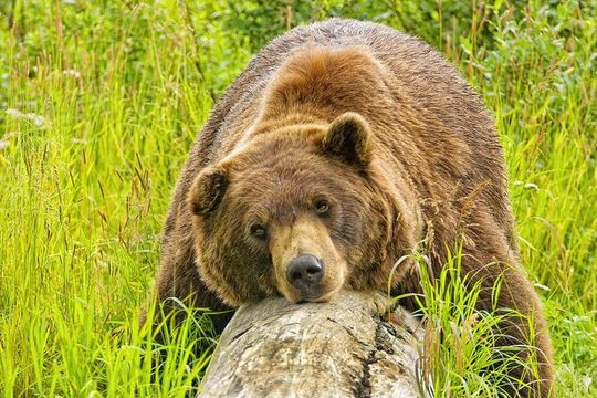 Whittier to Anchorage Wildlife Extravaganza