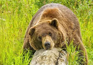 Whittier to Anchorage Wildlife Extravaganza