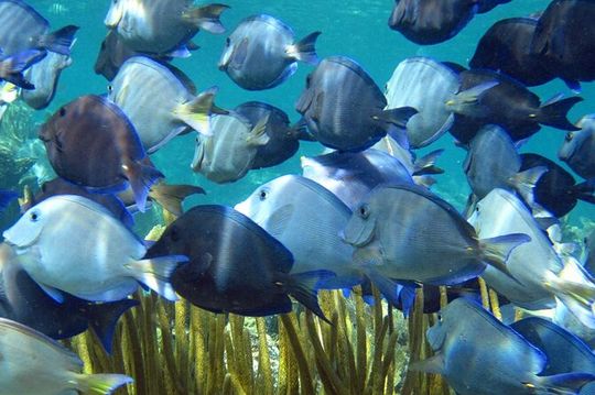 Entry Level PADI Course Discovery Scuba Dive