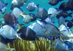 Entry Level PADI Course Discovery Scuba Dive