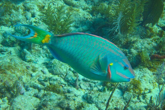 Luxury Sandbar and Snorkeling trip in Key West