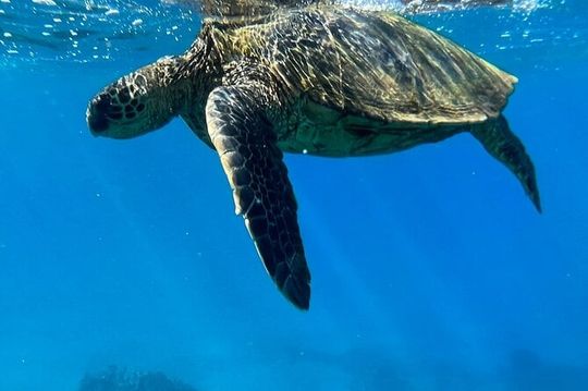 Afternoon Turtle Town Snorkel at Coral Gardens