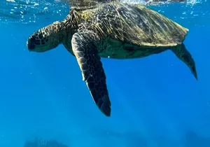 Afternoon Turtle Town Snorkel at Coral Gardens