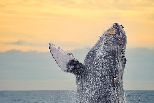 Sunrise Whale Watching boat tour with marine biologist