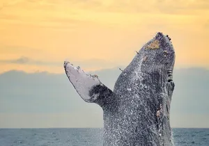 Sunrise Whale Watching boat tour with marine biologist