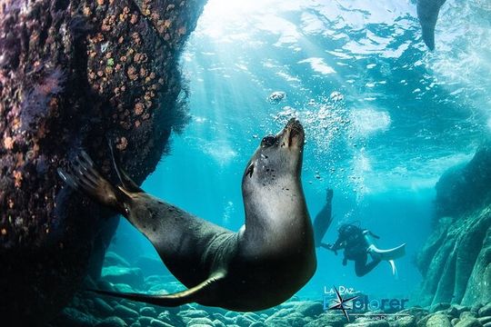 Pink Yacht Rental In Miami- 50ft Luxury Pink Charter