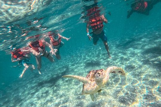 Snorkeling Adventure Swim with Sea Turtles at Akumal