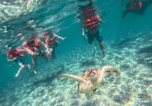 Snorkeling Adventure Swim with Sea Turtles at Akumal