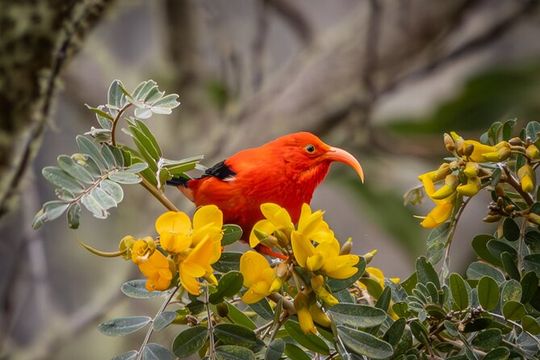 Big Island Birdwatching Tour