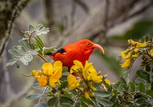 Big Island Birdwatching Tour